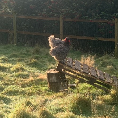 Three chickens pecking around