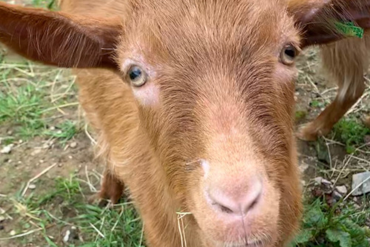 the head of a cheeky goat