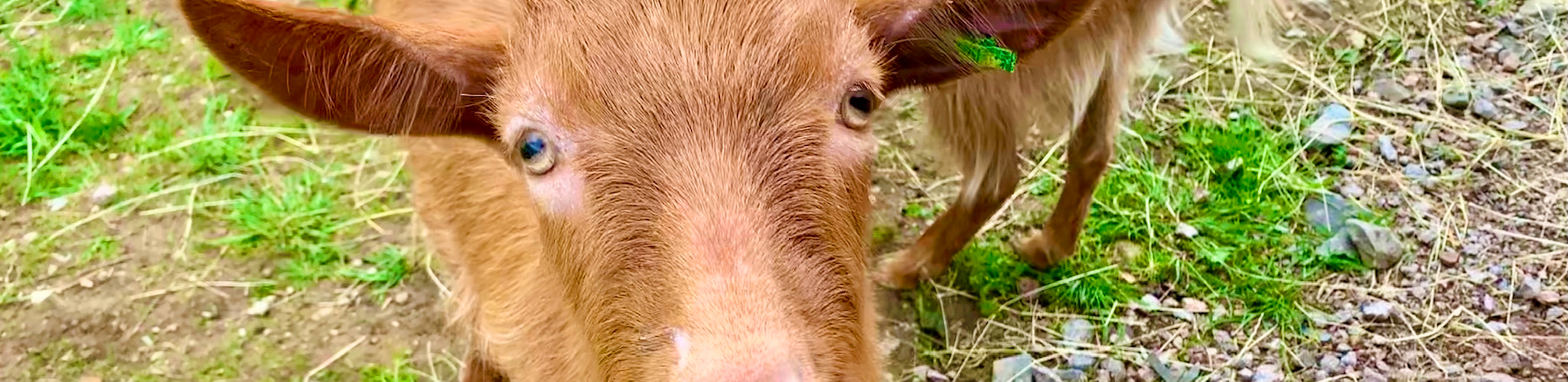 A cheeky goat looking straight at the camera