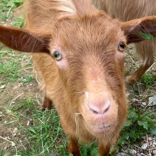 Buddy the goat gazing up adoringly