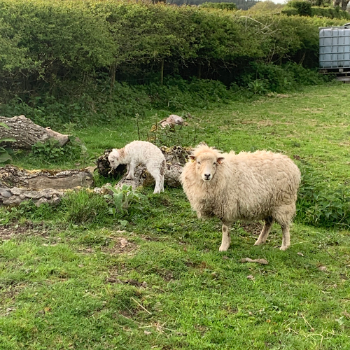 one cheeky looking sheep