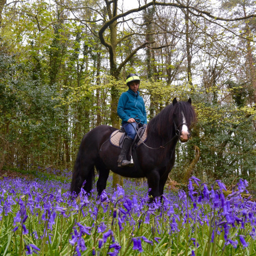 Amy riding Tom in a field of bluebells