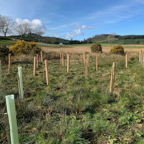 a number of new trees planted in our field
